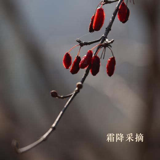 合作产品/ 2024秦岭山茱萸 商品图3