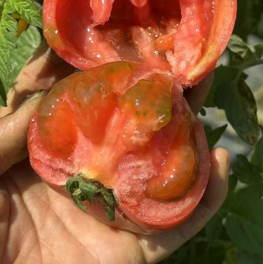 西双版纳露天草莓西红柿 商品图2