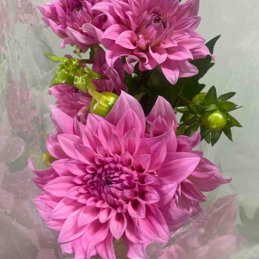 配花-大丽花-粉色-5支 商品图0