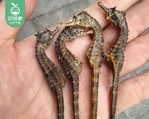 山东日照溯源海马/1份（4只，共约3g）生产日期：12月1日左右补单专用 商品图1