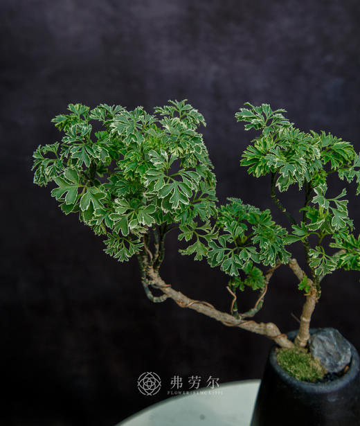 花叶福禄桐 商品图1