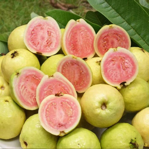红心芭乐新鲜水果现摘当季时令水果（产地直发） 商品图3