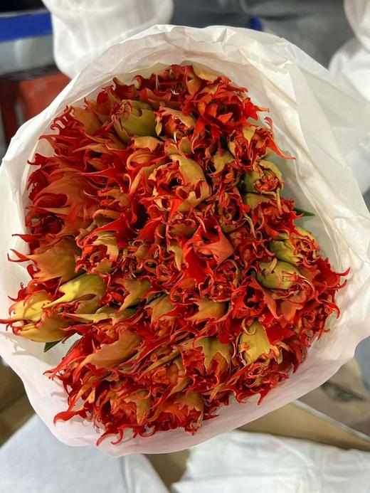 荷兰进口郁金香多色可选9支精品合集 商品图9