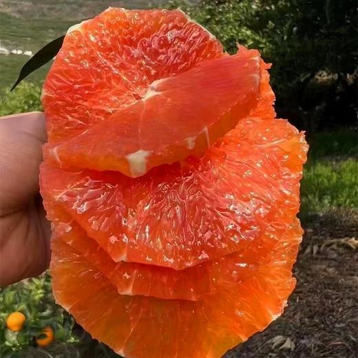 【严选】屈姑秭归脐橙中华红5斤/9斤   （厂家直发） 商品图2