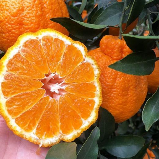 【分仓直发包邮】不知火丑橘3斤（约11个）（小果，果径65-70mm） 商品图2