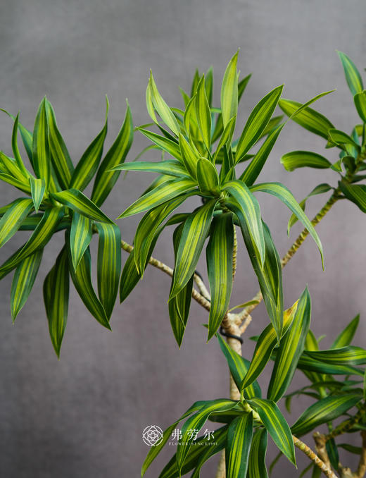 造型百合竹 商品图2