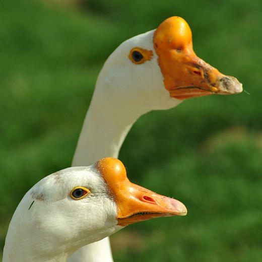 【散养三年以上的农家老鹅-母鹅】自由散养纯粮食喂养的农村老鹅（母鹅） 商品图1