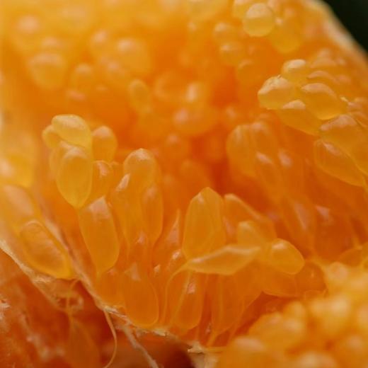 【顺丰快递】半坡阳光·春见耙耙柑🍊 只做真正春天到来的自然成熟耙耙柑 - ABPYG 商品图6