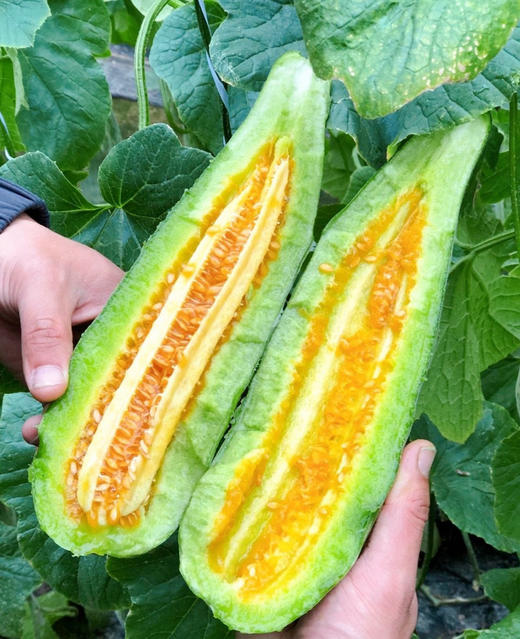 春天第一波甜蜜！头茬【羊角蜜甜瓜】清爽｜脆嫩｜连籽带瓤｜直接啃 ✔皮薄肉嫩 ✔香甜酥脆 ✔清甜多汁 现摘现发 新鲜直达 商品图7