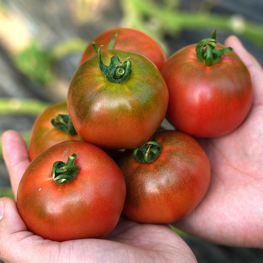 【好吃的铁皮水果番茄】密农人家 铁皮柿子自然熟绿腚西红柿 草莓番茄 新鲜水果西红柿   3斤 商品图1