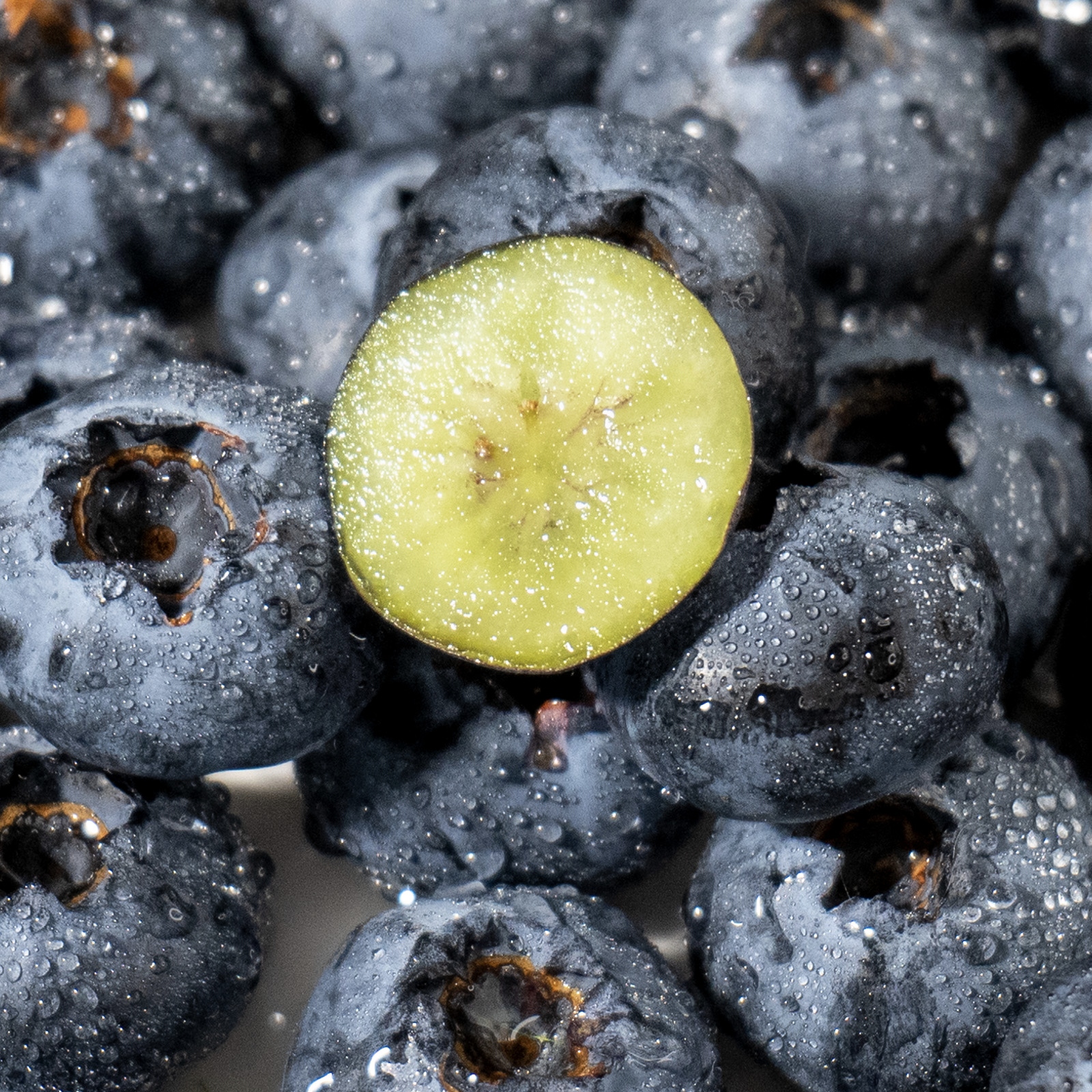 【云南抚仙湖花香蓝莓】 顺丰空运到家 L25花香蓝莓 自然种植 新鲜采摘