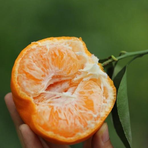 【顺丰快递】半坡阳光·春见耙耙柑🍊 只做真正春天到来的自然成熟耙耙柑 - ABPYG 商品图4