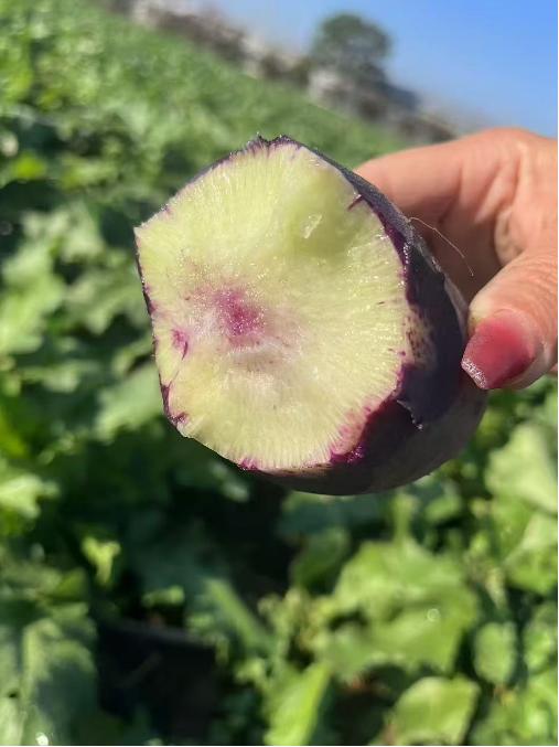 冰淇淋萝卜一箱 商品图1