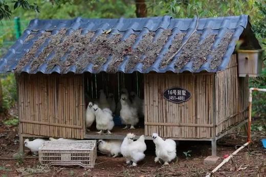 《限时：拍2减15元》乌鸡中的战斗鸡【泰和原种鸟鸡】地理标志产品！林间散养，汤香肉鲜，养殖180天，新鲜屠宰排酸净重700g左右，顺丰发货【生鲜发出不支持退款退货转寄拦截】 商品图0