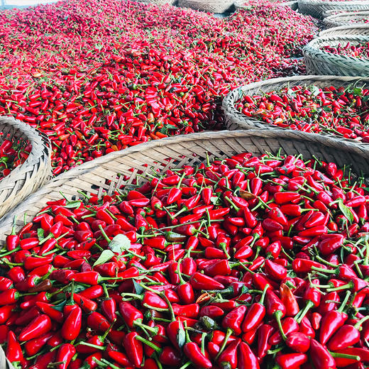 【贵州干辣椒&辣椒面&油泼辣椒】选用的子弹头，是朝天椒的一种，因其“品味温醇、香辣协调”，成为辣椒界的“傲骄”。 商品图7