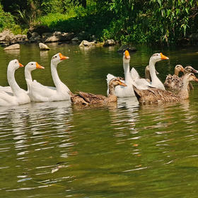 【散养三年以上的农家老鹅-母鹅】自由散养纯粮食喂养的农村老鹅（母鹅）