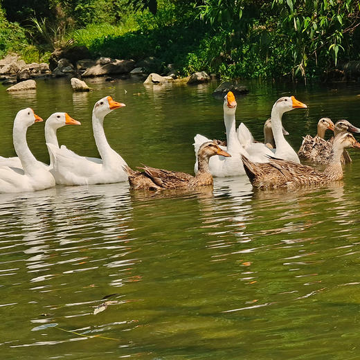 【散养三年以上的农家老鹅-母鹅】自由散养纯粮食喂养的农村老鹅（母鹅） 商品图0