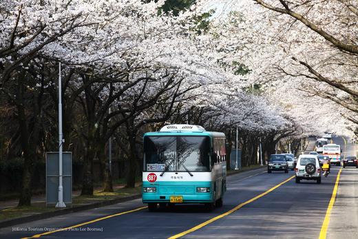 春季韩国樱花摄影团5天——12天：济州、首尔、釜山、庆州、大邱、全州樱花之旅 商品图1