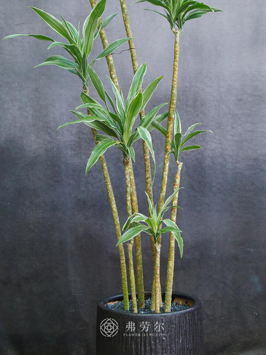 银边铁 商品图1