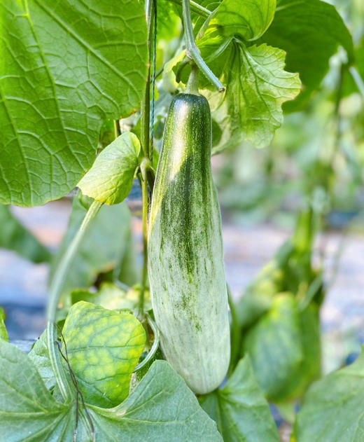 春天第一波甜蜜！头茬【羊角蜜甜瓜】清爽｜脆嫩｜连籽带瓤｜直接啃 ✔皮薄肉嫩 ✔香甜酥脆 ✔清甜多汁 现摘现发 新鲜直达 商品图6