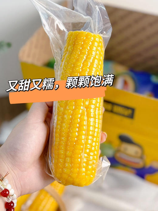 寒地有机糯玉米 商品图2