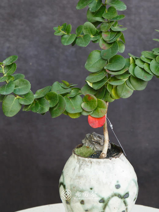 串钱木 商品图1