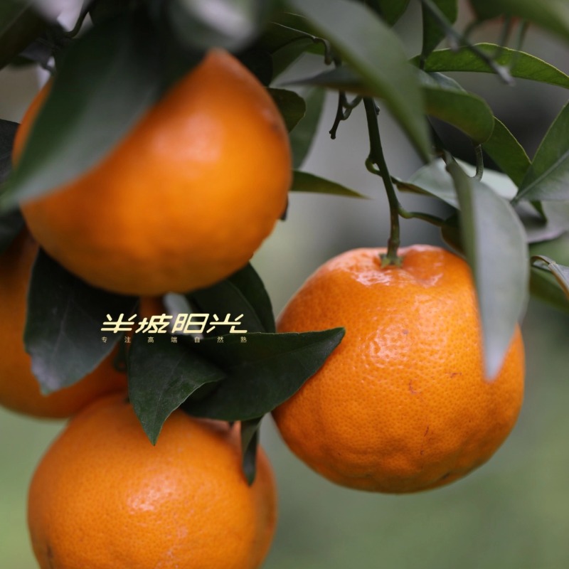 【顺丰快递】半坡阳光·春见耙耙柑🍊 只做真正春天到来的自然成熟耙耙柑 - ABPYG
