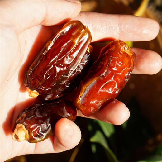 阿瑟娜椰枣  干果 坚果 商品图2