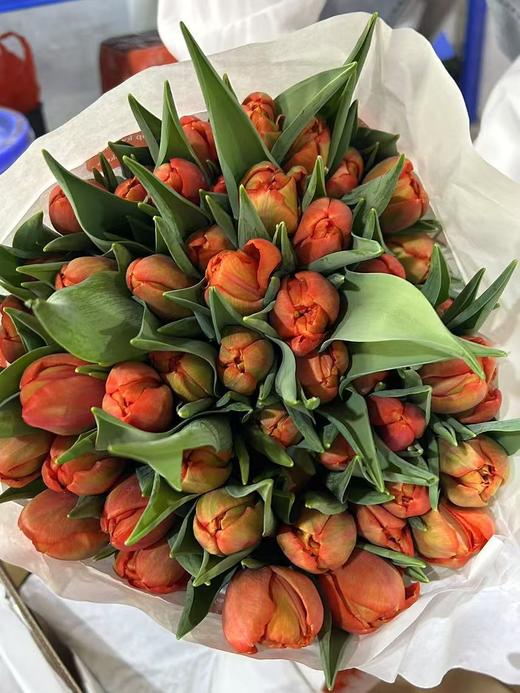 荷兰进口郁金香多色可选9支精品合集 商品图6