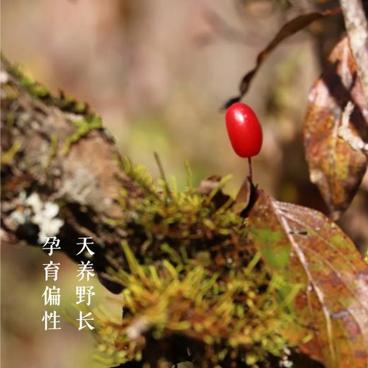 合作产品/ 2024秦岭山茱萸 商品图2