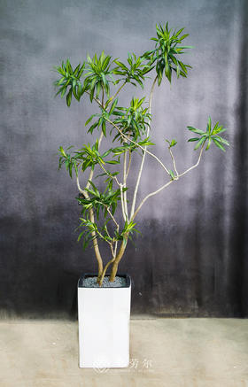 造型百合竹