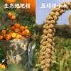 小米酥 125g 商品缩略图3