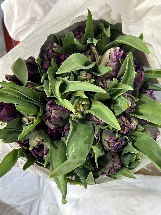 荷兰进口郁金香多色可选9支精品合集 商品图10