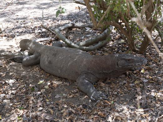 印尼·东怒沙登加拉群岛  ——松巴岛跳舞树、海蚀奇观、科莫多岛梦幻粉红沙滩8天摄影团 商品图11