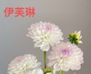 配花 | 大丽花伊芙琳（轻微折痕不售后） 商品缩略图1