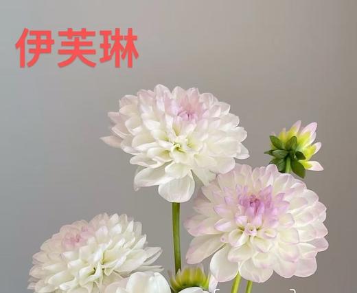 配花 | 大丽花伊芙琳（轻微折痕不售后） 商品图1