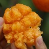 【顺丰快递】半坡阳光·春见耙耙柑🍊 只做真正春天到来的自然成熟耙耙柑 - ABPYG 商品缩略图5