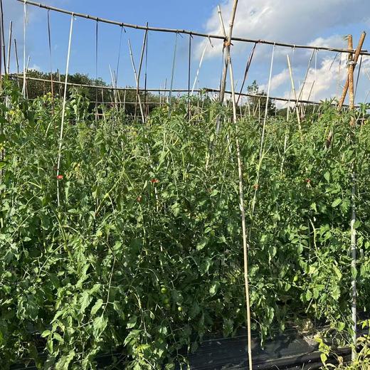 西双版纳露天草莓西红柿 商品图7