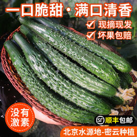 【密农特色 包邮装 】农家长黄瓜  现摘现发  清脆爽口 黄瓜味浓  3斤/5斤 包邮装