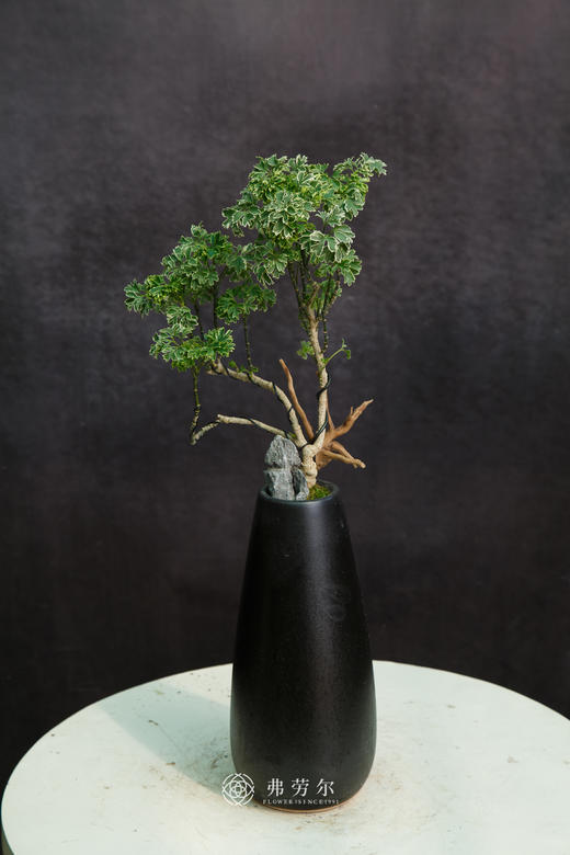 花叶福禄桐 商品图0