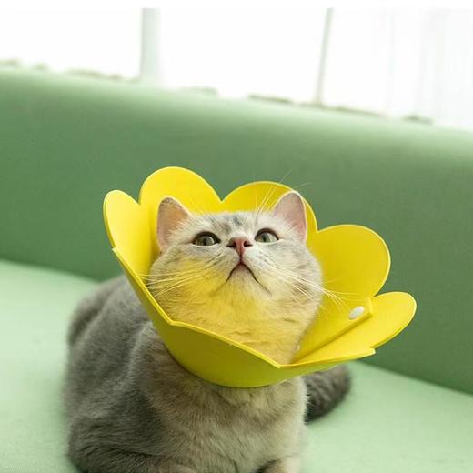 EVA太阳花伊丽莎白猫咪宠物项圈【M码 20-24适合2-6斤】 商品图2