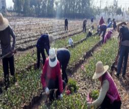 气候温润 武汉春茶采摘将提前