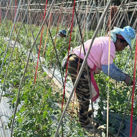 西双版纳露天草莓西红柿 商品图8