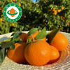 云南元谋高山有机沃柑 脆嫩甜应季晚熟春桔多汁水果精品礼盒装 商品缩略图0