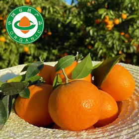 云南元谋高山有机沃柑 脆嫩甜应季晚熟春桔多汁水果精品礼盒装