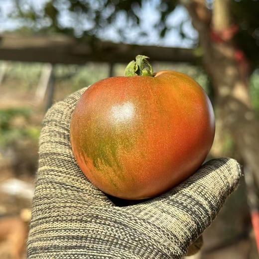 西双版纳露天草莓西红柿 商品图5