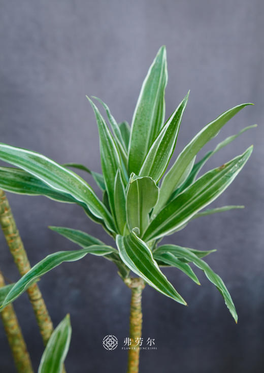 银边铁 商品图2