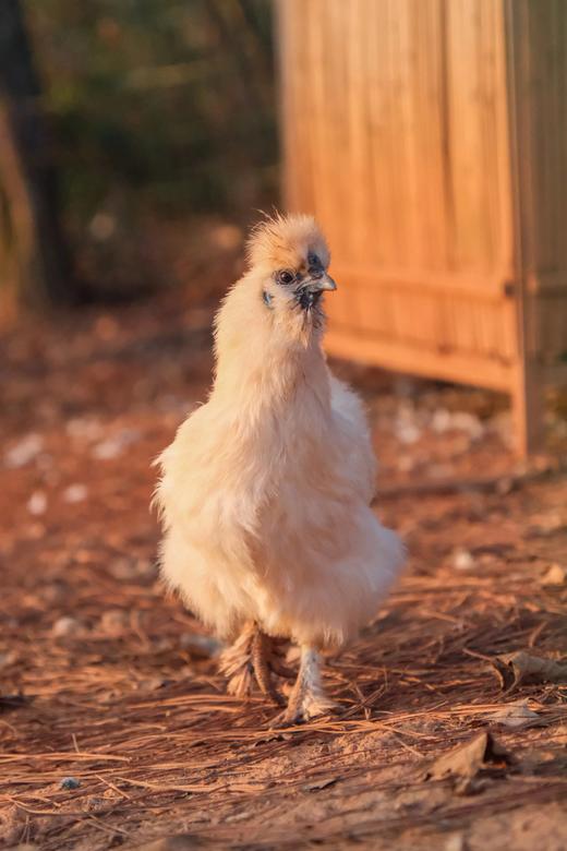 《限时：拍2减15元》乌鸡中的战斗鸡【泰和原种鸟鸡】地理标志产品！林间散养，汤香肉鲜，养殖180天，新鲜屠宰排酸净重700g左右，顺丰发货【生鲜发出不支持退款退货转寄拦截】 商品图3