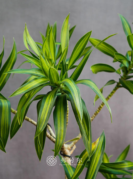 造型百合竹 商品图1