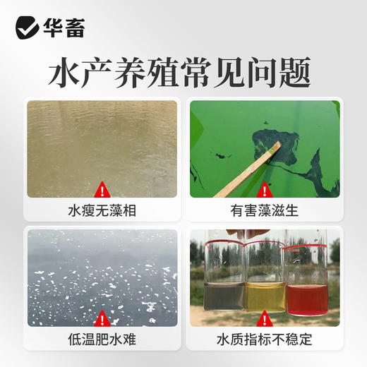 华畜硅藻颗粒水产养殖增氧培藻鱼塘虾蟹池塘用低温肥水藻种稳定剂 商品图1